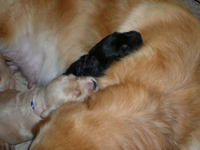 Kuscheln bei der Mama